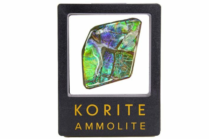 Iridescent Ammolite (Fossil Ammonite Shell) - Blues & Greens #301649